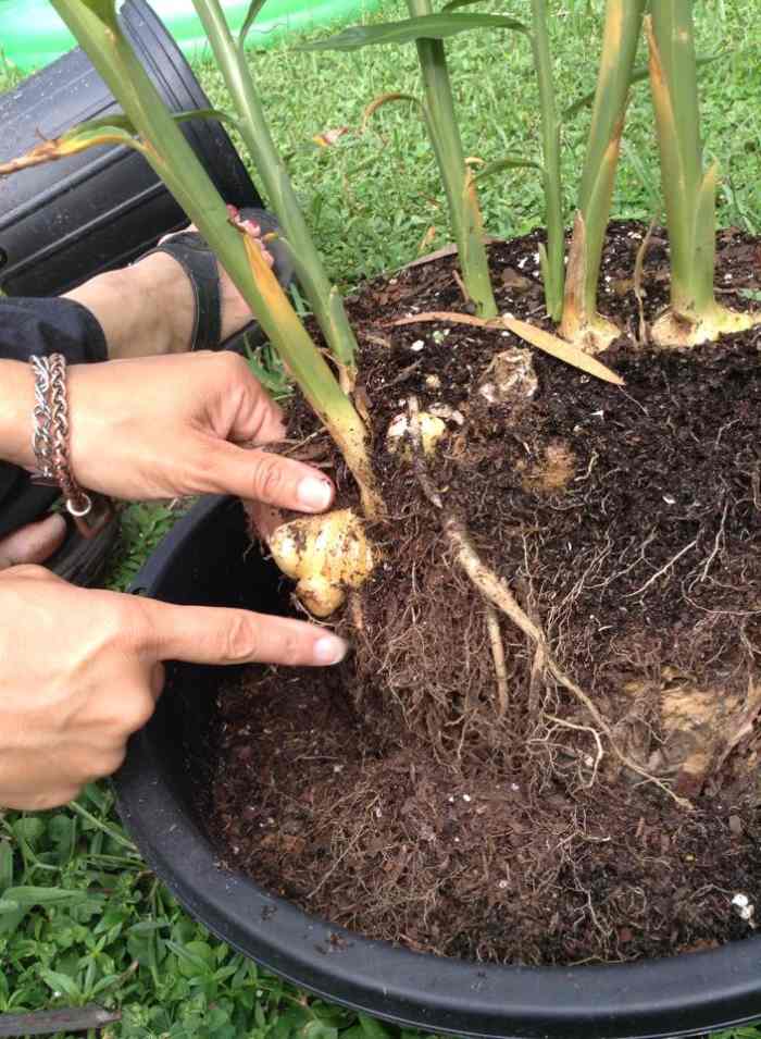 How to Grow Ginger, Plus Its Amazing Health Benefits Dengarden