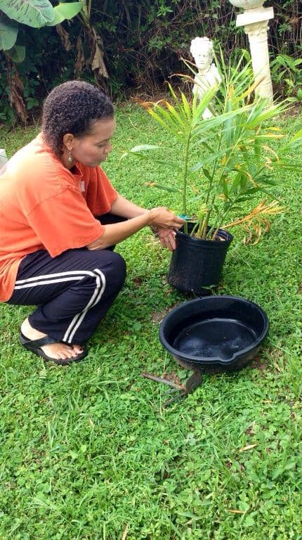 Let the plant mature before harvesting. Ginger develops a much stronger flavor if allowed to develop in the ground. After the stems die, and at least 8 months after planting, dig up the rhizome.