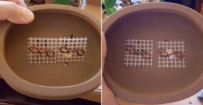 Note how the copper staple top is larger than the hole; but, smaller than the screen, this will hold the screen in place and once threaded through the drainage hole, the excess wire can be folded outwards to securely hold the screen into place.