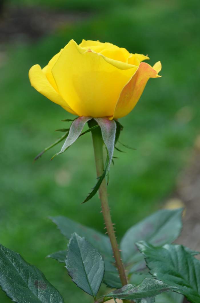 This single, gorgeous yet simple rose would be so beautiful in a bouquet of flowers. It would also be lovely just by itself in a bud vase.