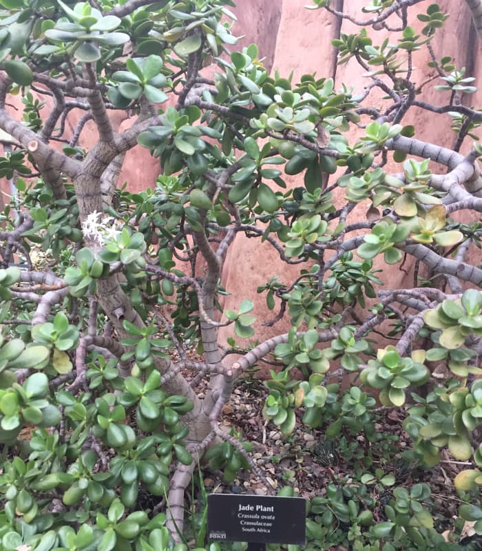 A mature jade plant at the Mitchell Domes Horticultural Conservatory in Milwaukee, WI.