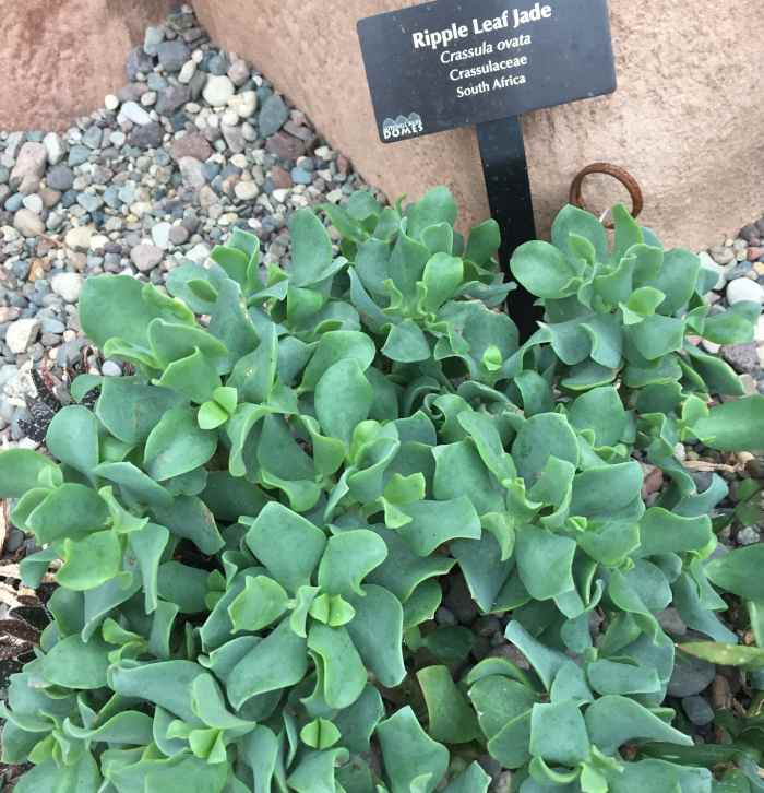 Jade Plants Types, Care, and Propagation Dengarden