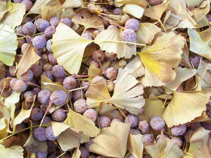 How to Start a Ginkgo Tree From Seed Dengarden