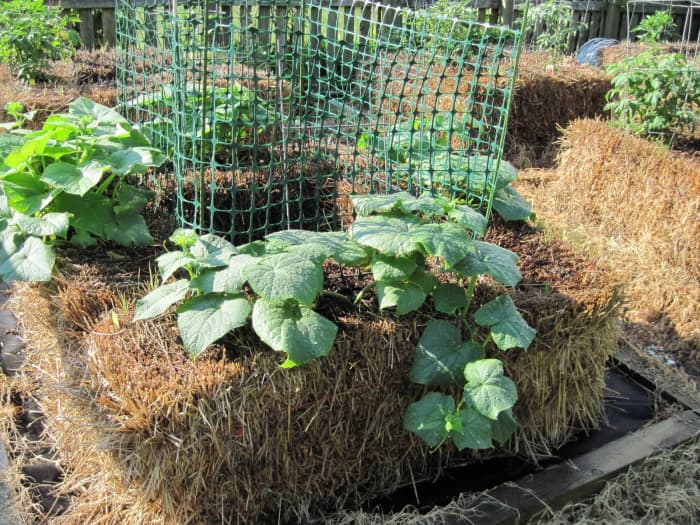 Straw bale gardening.