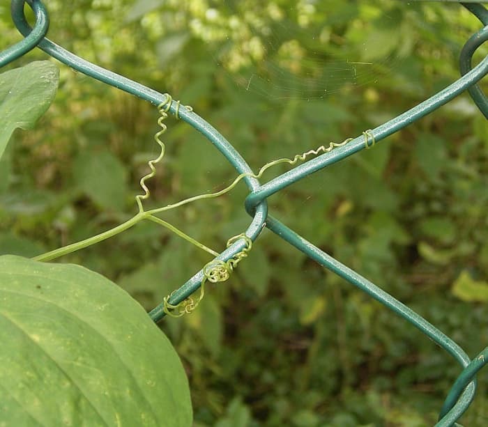 The tendrils on the vines are small so they need something thin like the links in a chainlink fence to grasp.