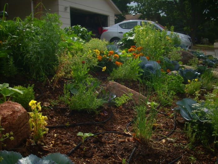 Edible Landscaping in the Front Yard - Dengarden - Home and Garden