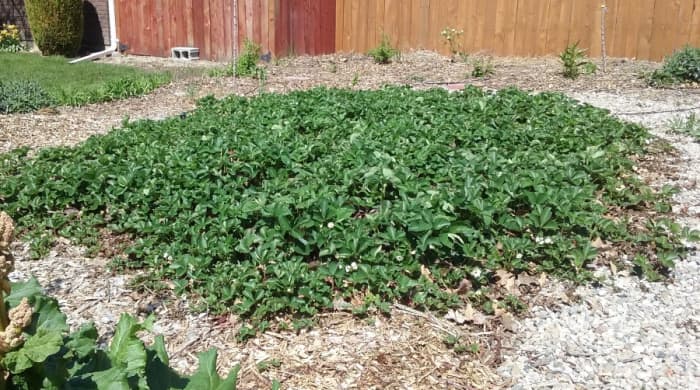 Strawberry often stays green all winter if it doesn’t get too cold or if it is protected from the cold by snow.