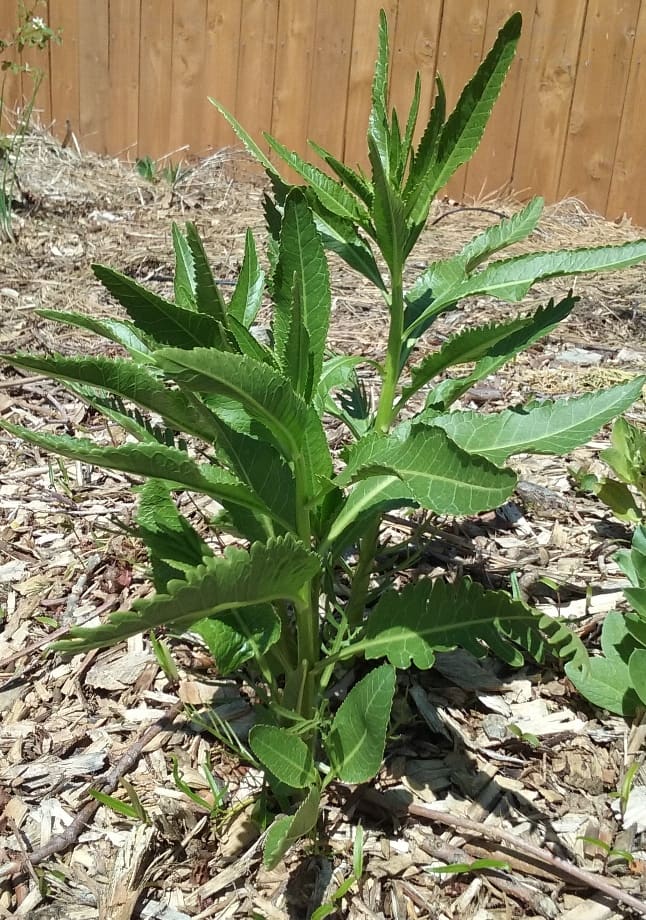This horseradish was planted a year ago. It will spread into a large clump and roots will grow down fifteen feet or more.