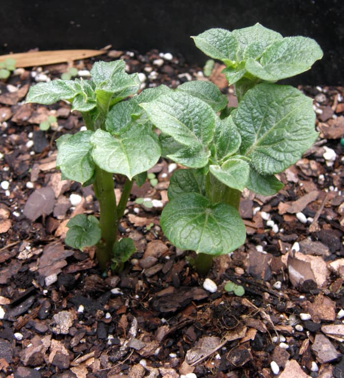 The plant will eventually send up a stem and leaves, and as the plant grows we cover them (always leaving a little bit of leaf showing) in order for the plant to produce more potatoes.