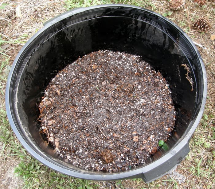 Hill up the soil to cover the seed potatoes. They need a lot of sun, so place your basket where it will get at least six to eight hours of sunlight per day.