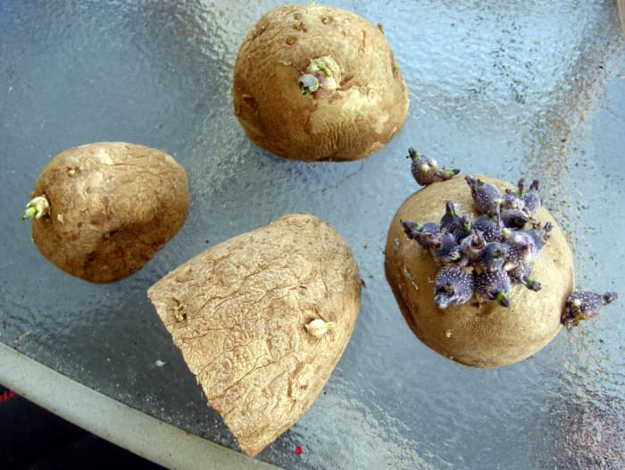 To grow a potato, you basically cut a small piece off of a seed potato and bury it under a few inches of soil.