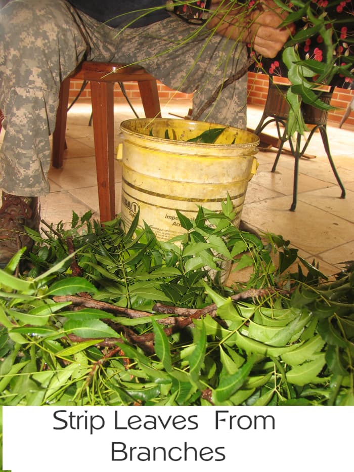 How to Use Neem Leaf as a Natural Pesticide Dengarden