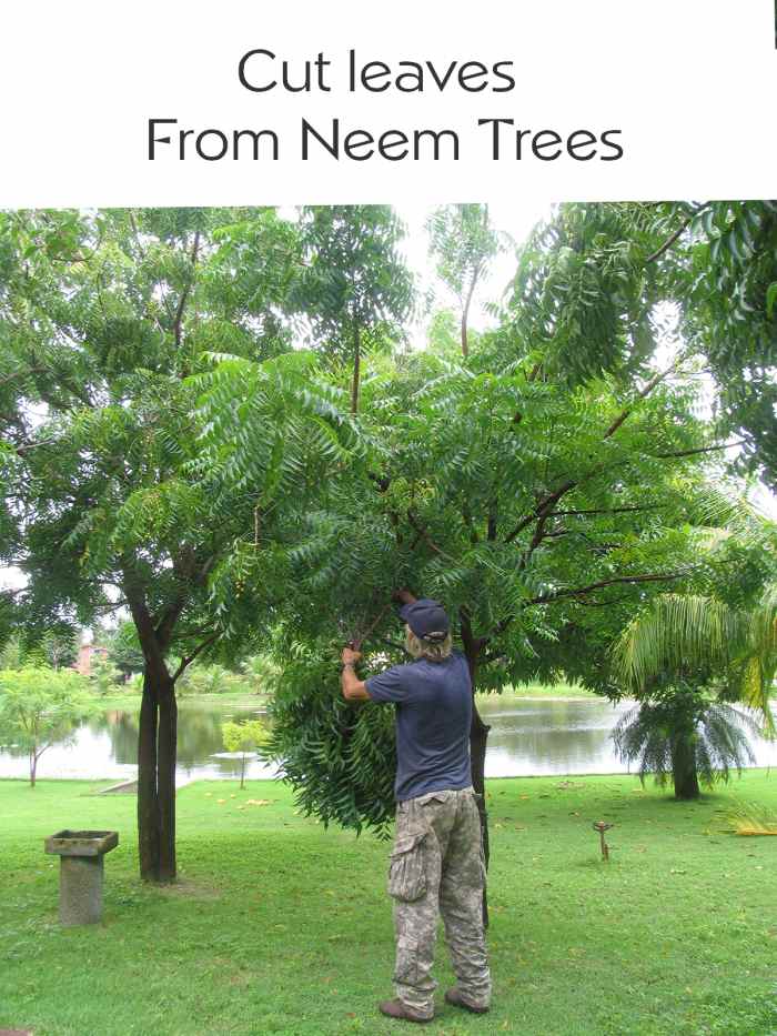 How to Use Neem Leaf as a Natural Pesticide Dengarden