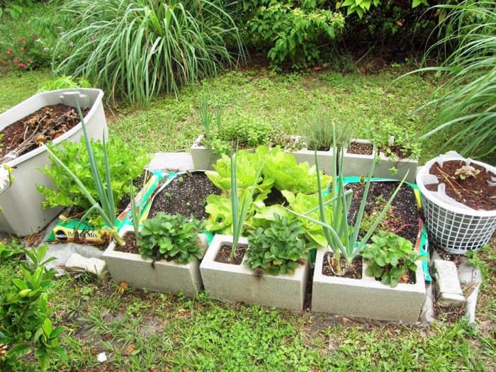 I planted celery, fennel, romaine lettuce, broccoli, Brussels sprouts, and bok choy in cored concrete blocks.