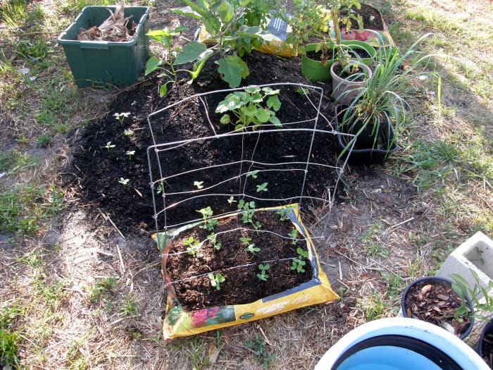 Make sure your bag is in an area where it gets the required light. Make a trellis, if necessary.