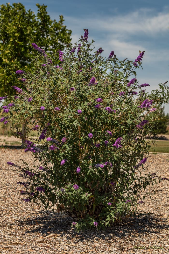 This is one of the many Butterfly Bushes in the park next to our house. Each one is over six feet tall and about four to six feet wide. Look closely at the top flowers and notice there are several butterflies enjoying the nectar.