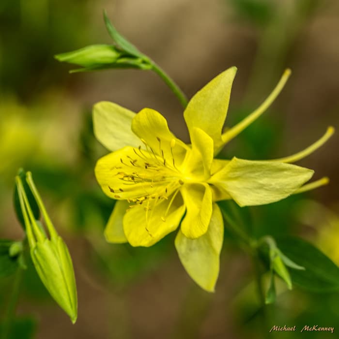 There are several different colors of Columbine flowers that you could plant, but as you can see, I tend to favor the yellow ones.