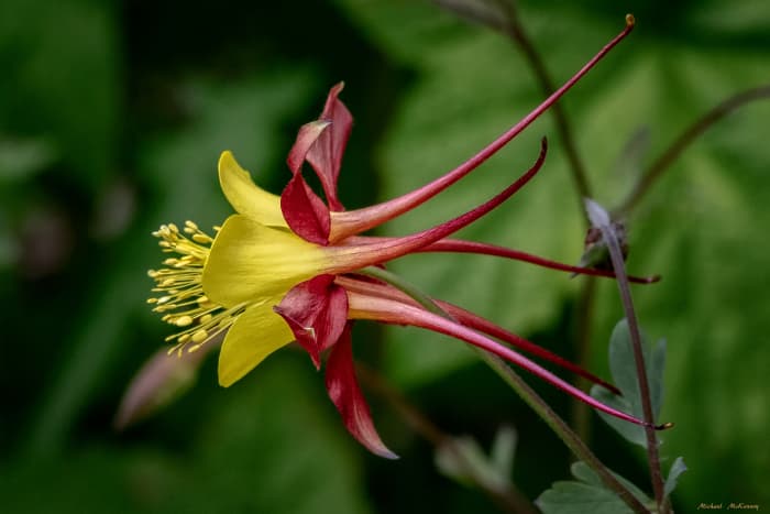 If you've admired these unusual flowers in botanical gardens, you don't have to be jealous...you can grow beautiful columbine flowers just like this one!