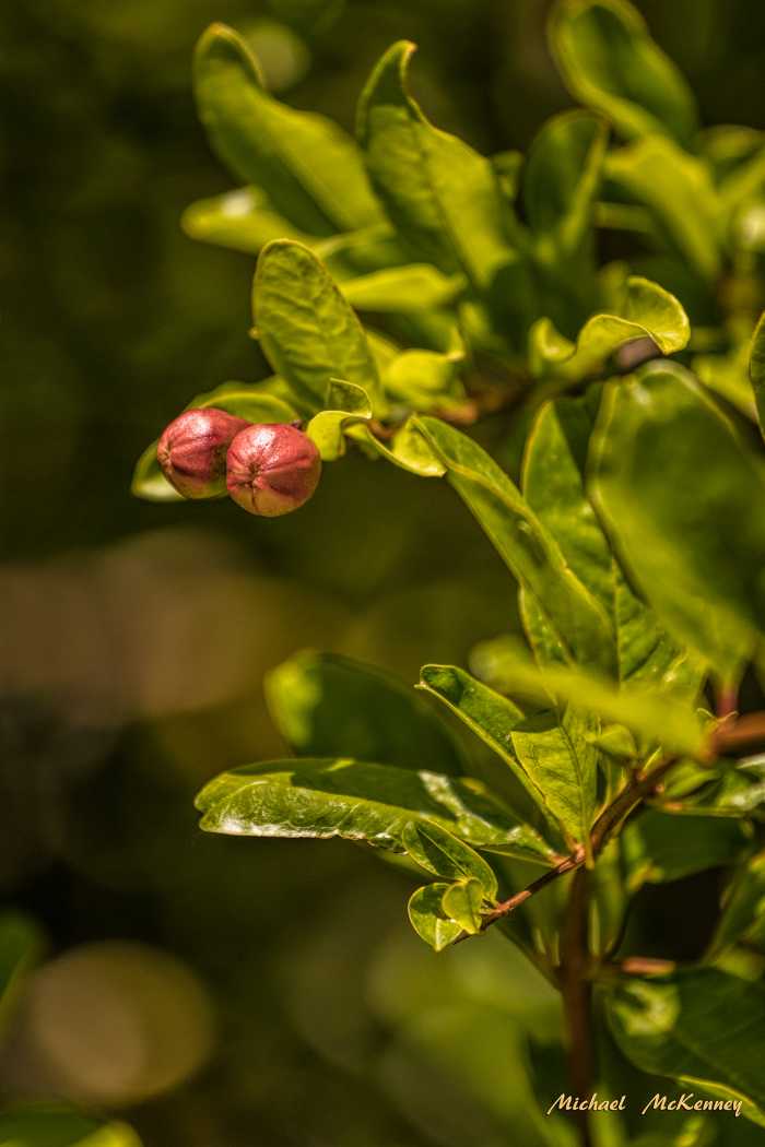 Pomegranate Tree