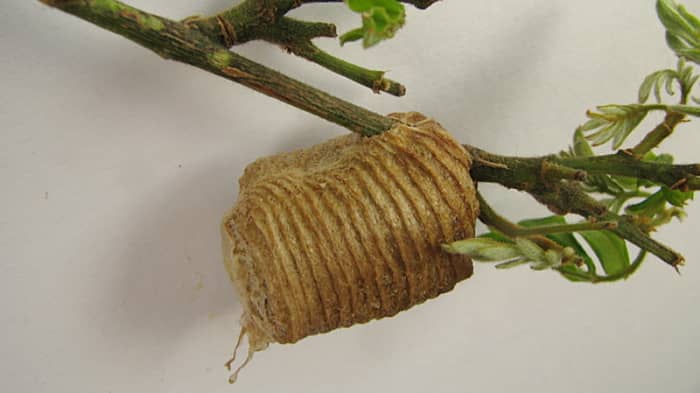 Hardened egg case in shrubbery. The egg case protects the eggs during the cold winter weather.