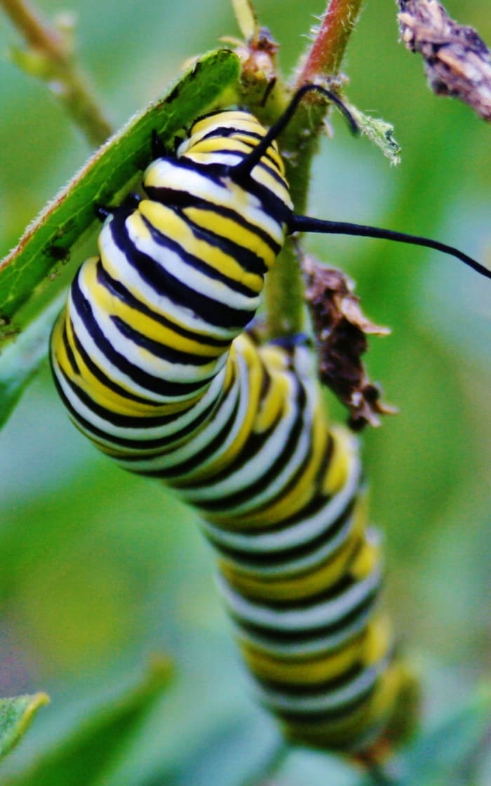 A Monarch caterpillar munches on Orange Butterfly Weed, a type of domesticated milkweed.
