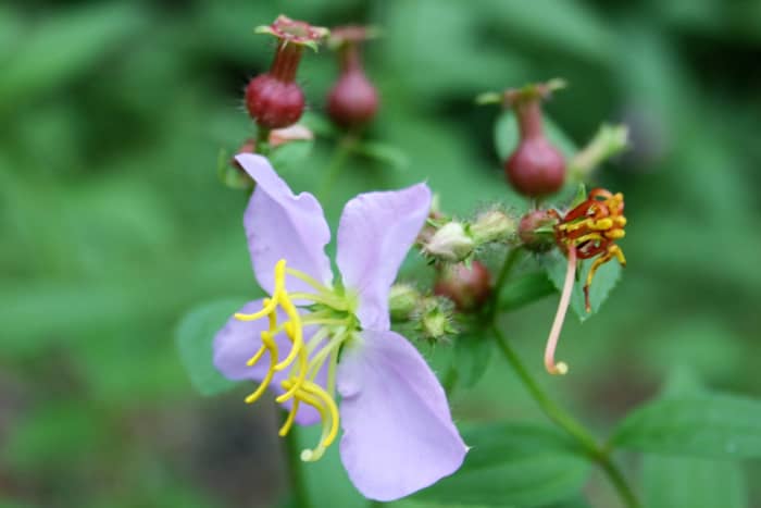 Virginia Meadow-Beauty is just one of several beneficial weeds to consider leaving in your yard. Read on to discover others.
