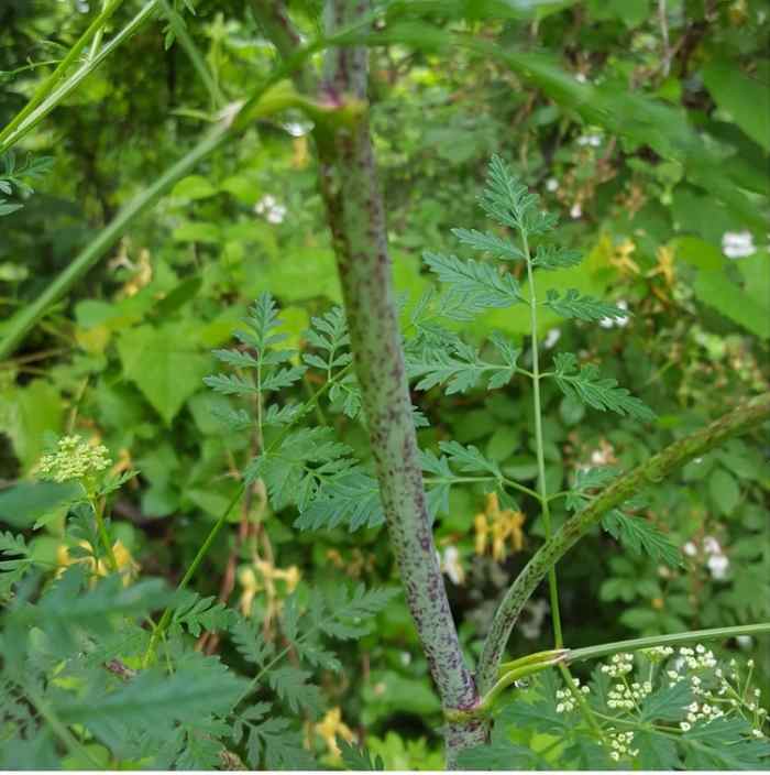 Wild Flowers Poison Hemlock Dengarden