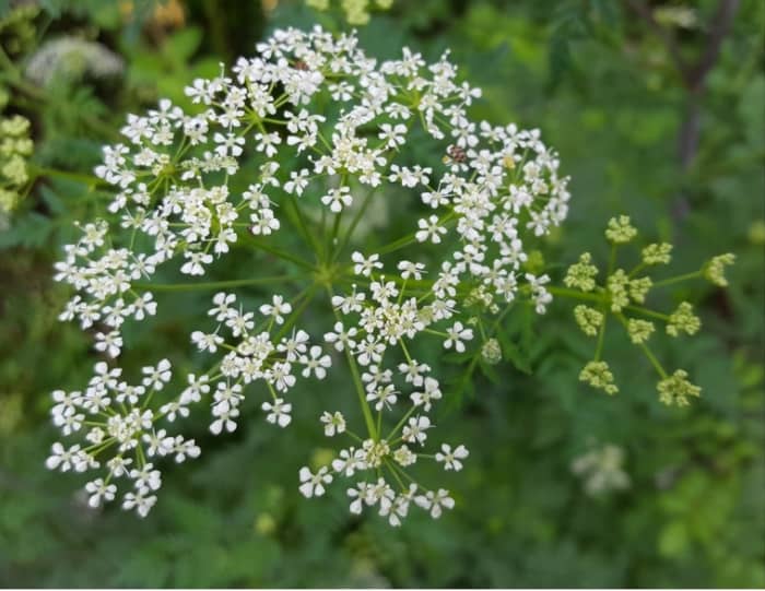 Poison Hemlock flower. Note that it is more open than Queen Anne's Lace and has no purple flower in the center.