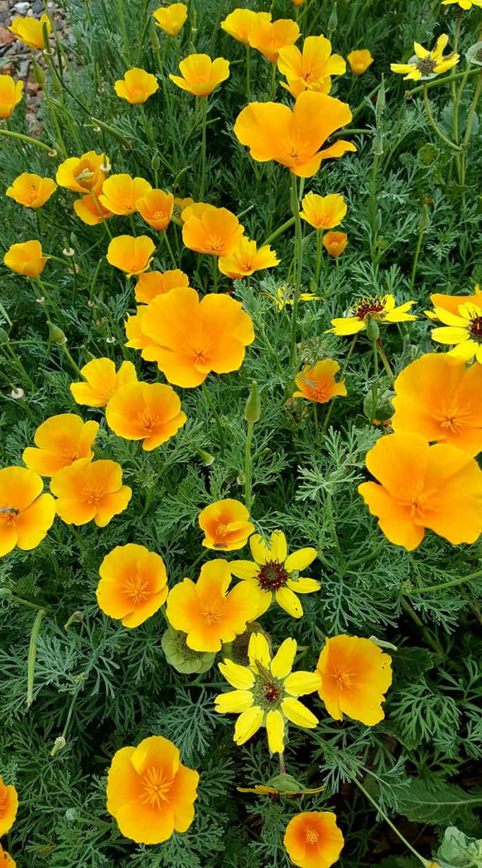 How, When, and Where to Grow Spectacular California Poppies Dengarden