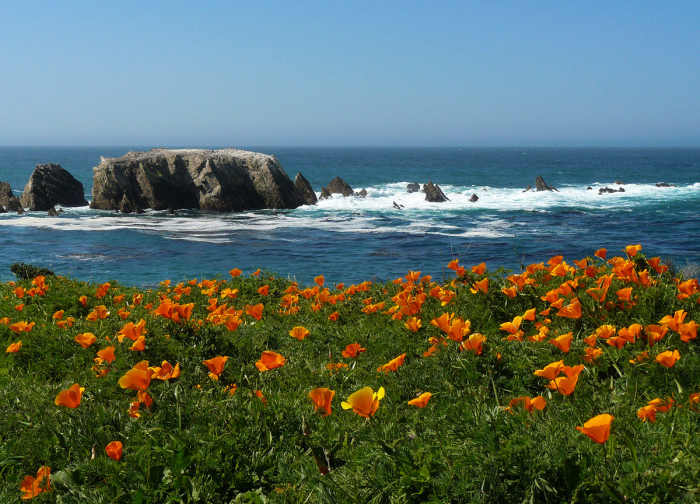 How, When, and Where to Grow Spectacular California Poppies Dengarden