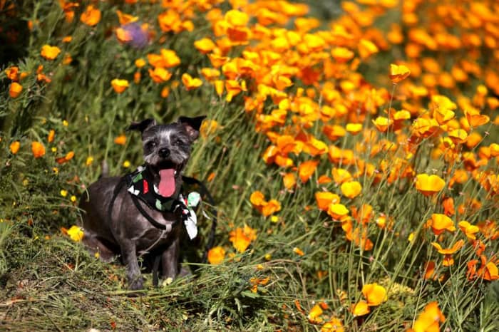 The California poppy, according to a 2012 report by the University of California, is "generally safe" if ingested by your pet. Wildflower.org says the chances of it being toxic are "very low."