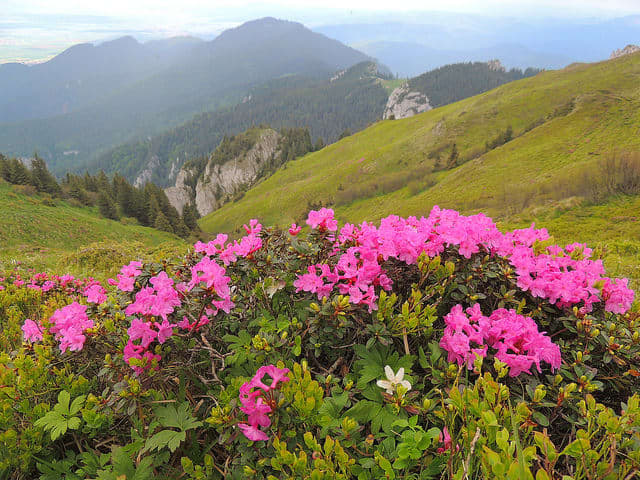 At higher altitudes, the Himalayan origins of the rhododendron become apparent.