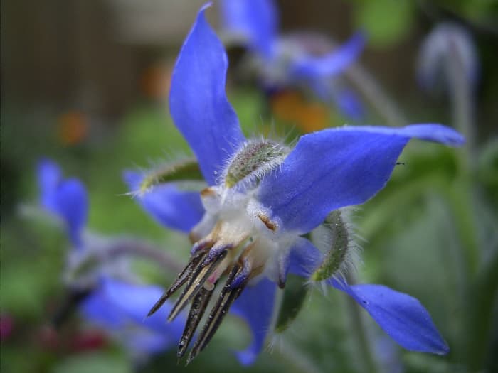 Borage. An annual herb also known as starflower It is used both for medicinal purposes and in cooking.