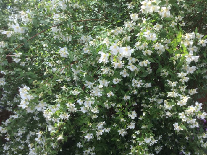 Philadelphus (Mock Orange). A perennial shrub, flowering in June, that has a wonderful scent that is reminiscent of bubble gum.