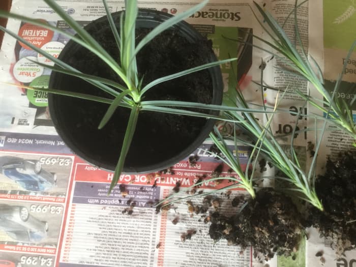 Gently tease rooted cuttings from the pot and re-plant in individual pots. Make a hole of sufficient size for the roots and drop the plant into the hole. Gently firm the compost and water.