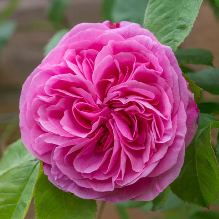 Gertrude Jekyll All roses thrive best if fed regularly, mulched, and sprayed to prevent greenfly and fungal disease