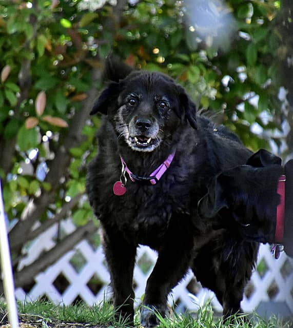 Installing a fence may necessary for safety if you have pets or kids playing outside.