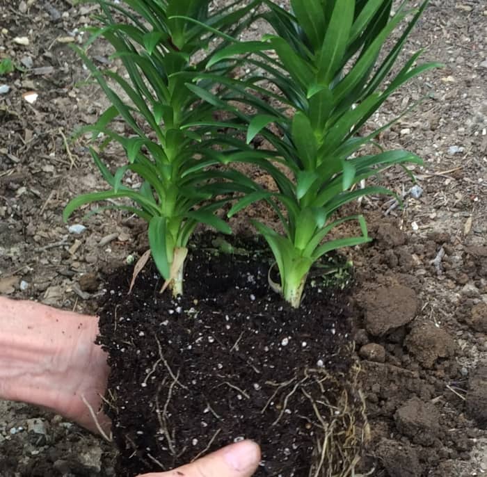 Two plant stems growing out of one root ball. Roots are sharing the same space. Best to separate the two plants gently.