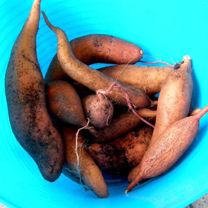 guide de culture des patates douces dans un récipient