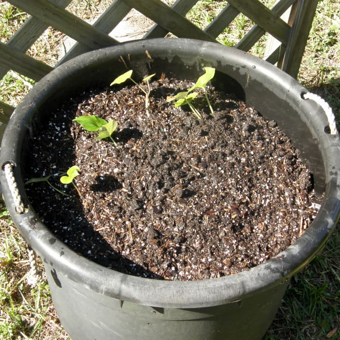 guide-to-growing-sweet-potatoes-in-a-container