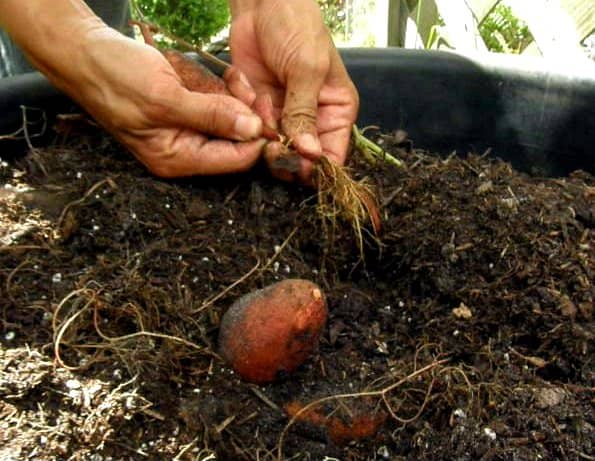 Cultivo de Batata-Doce em um Recipiente