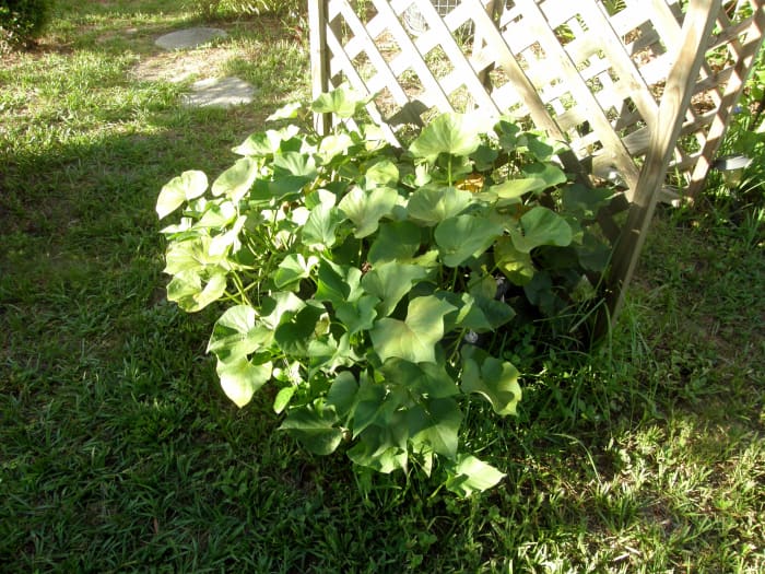 Mantê-los regada. As batatas doces adoram o calor. Quando começarem a amarelar, saberás que está quase na hora da colheita.'ll know it's almost time to harvest.