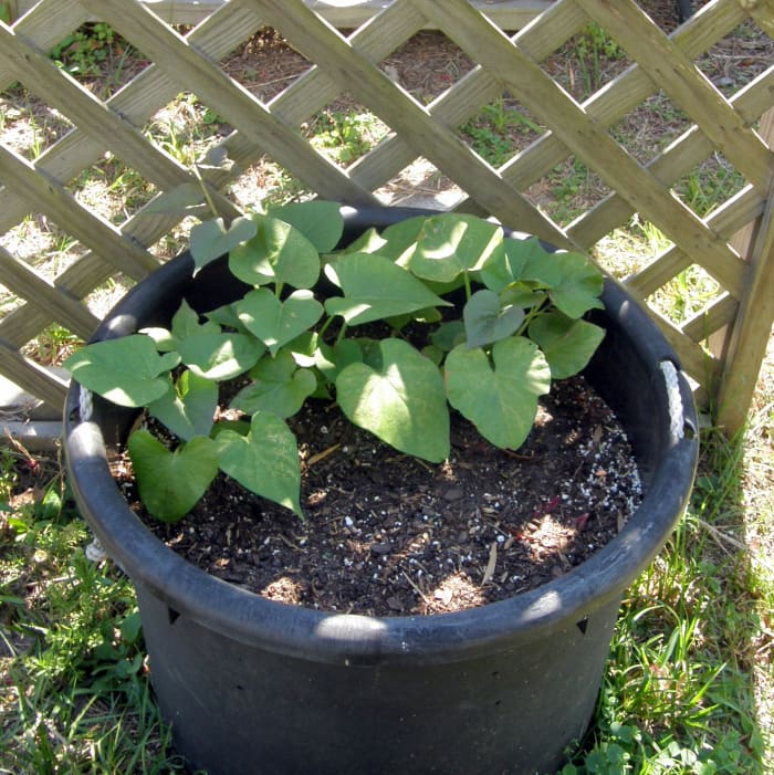 guide-to-growing-sweet-potatoes-in-a-container