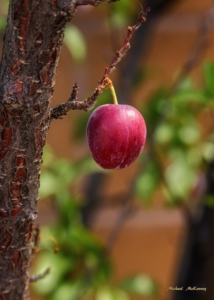 One lone plum from our American wild plum tree in our back yard, although there are lots more on it, so I'm looking for recipes now so I can use them in jelly.