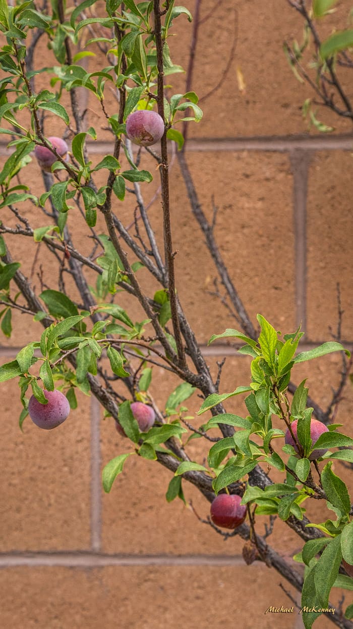 As you can see, our tree has produced a lot of wild plums, which makes all of the birds that come to our yard very happy. So far, I haven't used any of the plums, but have left them out there for the birds.