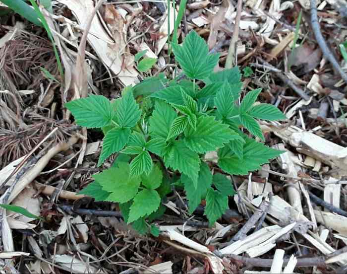 Growing Food in the Shade Dengarden