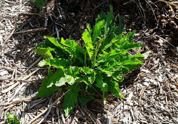 Don't forget the humble dandelion. It grows beautifully in the shade and makes good salad greens and fodder.