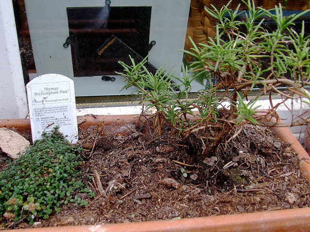 Creeping thyme isn't just for replacing grass or filling in space in a walkway. It can be used in container gardens where it will eventually spill over the edges of the container.