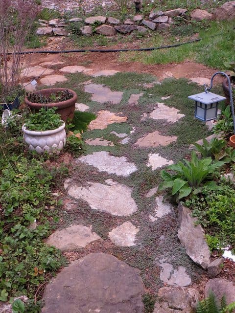 Thyme is perfect for filling in spots between flagstones in a pathway. It doesn't need to be mowed, and when in bloom will accent the path nicely.