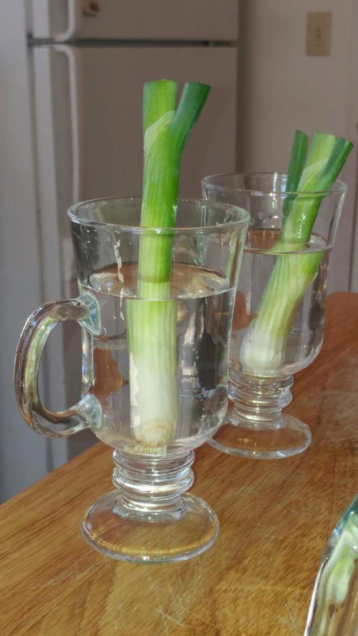 The Easy Way to Grow Green Onions (A Photo Guide) Dengarden